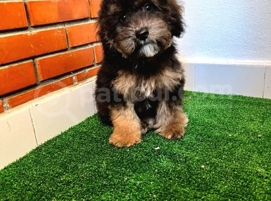 Özel Renk Blacktan Maltipoo Yavrumuz