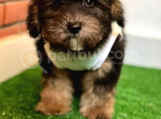 Özel Renk Blacktan Maltipoo Yavrumuz görsel