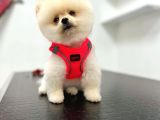 3 Aylık Dişi Pomeranian Boo Yavrumuz
