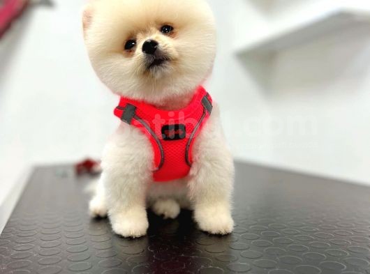 3 Aylık Dişi Pomeranian Boo Yavrumuz görsel