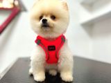 3 Aylık Dişi Pomeranian Boo Yavrumuz