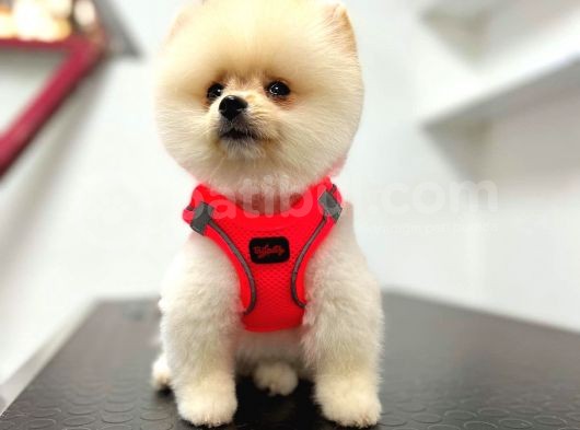 3 Aylık Dişi Pomeranian Boo Yavrumuz görsel