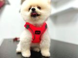 3 Aylık Dişi Pomeranian BOO Yavrumuz