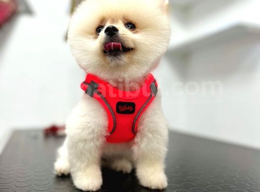 3 Aylık Dişi Pomeranian Boo Yavrumuz