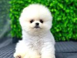 Scr Belgeli, Microchipli Pomeranian Boo Oğlumuz