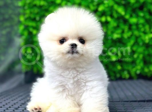 Scr Belgeli, Microchipli Pomeranian Boo Oğlumuz görsel