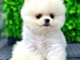 Scr Belgeli, Microchipli Pomeranian Boo Oğlumuz