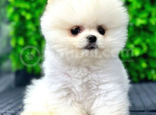 Scr Belgeli, Microchipli Pomeranian Boo Oğlumuz