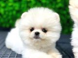 Scr Belgeli, Microchipli Pomeranian Boo Oğlumuz