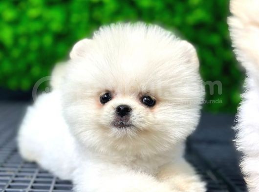 Scr Belgeli, Microchipli Pomeranian Boo Oğlumuz görsel