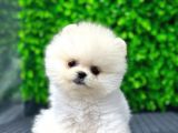 Scr Belgeli, Microchipli Pomeranian Boo Oğlumuz