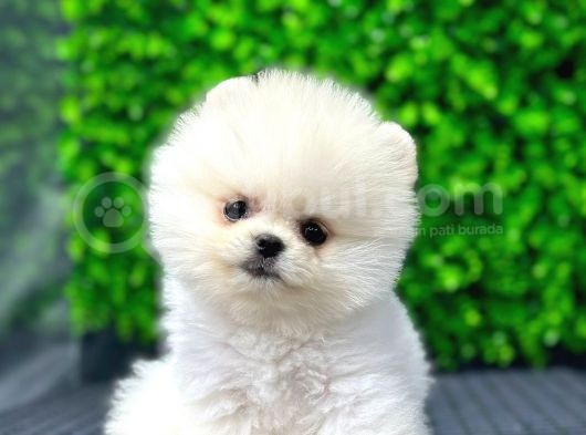 Scr Belgeli, Microchipli Pomeranian Boo Oğlumuz görsel