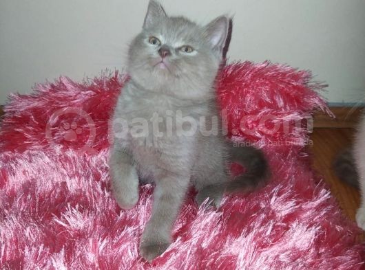 Safkan Yavrularımız British görsel