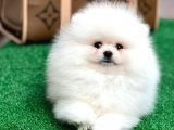 Sağlık Garantili Orjinal Pomeranian Boo Yavrularimiz