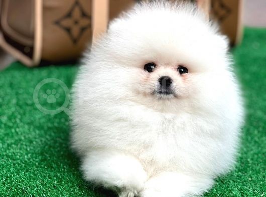Sağlık Garantili Orjinal Pomeranian Boo Yavrularimiz görsel