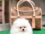 Sağlık Garantili Orjinal Pomeranian Boo Yavrularimiz