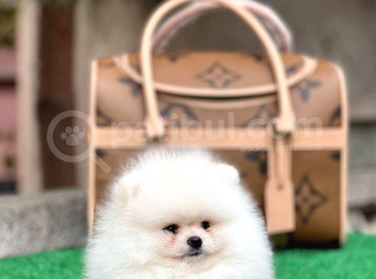 Sağlık Garantili Orjinal Pomeranian Boo Yavrularimiz görsel