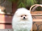 Sağlık Garantili Orjinal Pomeranian Boo Yavrularimiz
