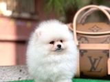 Sağlık Garantili Orjinal Pomeranian Boo Yavrularimiz