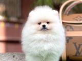 Sağlık garantili Orjinal Pomeranian Boo Yavrularimiz