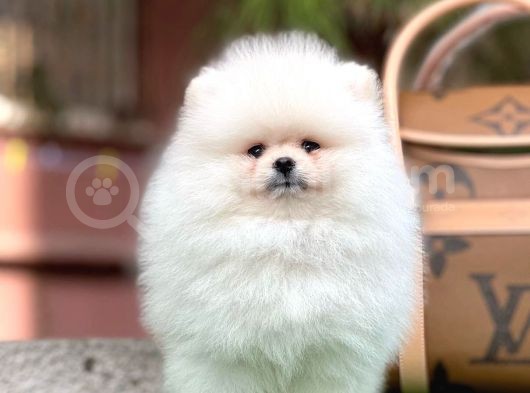 Sağlık Garantili Orjinal Pomeranian Boo Yavrularimiz