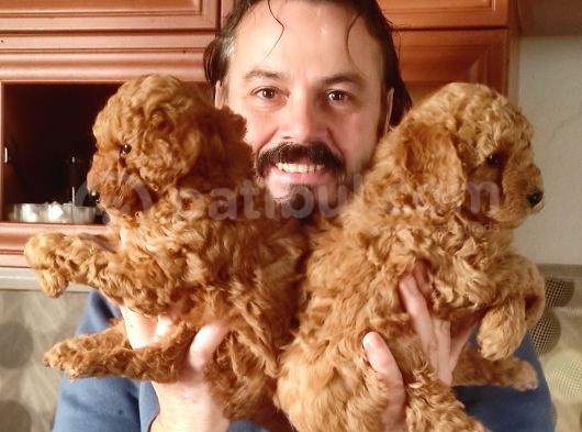 Mi̇nyatür Red Toy Poodle Yavrular görsel