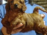 Mi̇nyatür Red Toy Poodle Yavrular