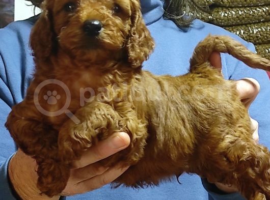 Mi̇nyatür Red Toy Poodle Yavrular görsel