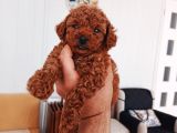 Full Karma Aşılı Garantili Ev Bakımı Toy Poodle