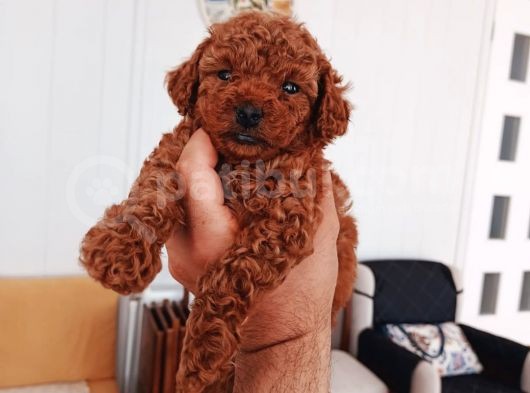 Full Karma Aşılı Garantili Ev Bakımı Toy Poodle görsel
