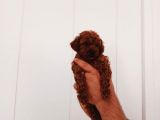 Full Karma Aşılı Garantili Ev Bakımı Toy Poodle
