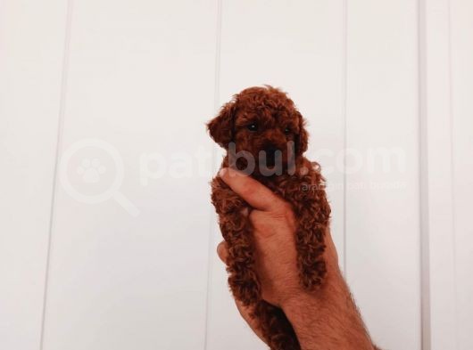 Full Karma Aşılı Garantili Ev Bakımı Toy Poodle görsel