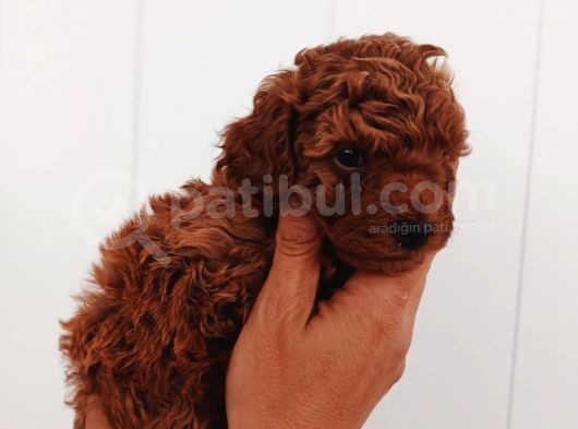Full Karma Aşılı Garantili Ev Bakımı Toy Poodle görsel