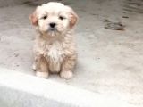 Mükemmel Kalite Malti̇po Ci̇nsi̇