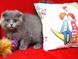 Scottish Fold Dişi Yavru 3 Aylık