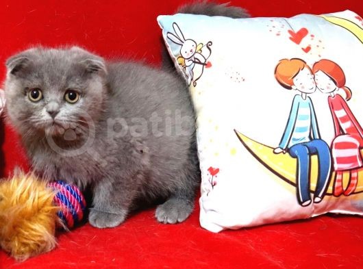 Scottish Fold Dişi Yavru 3 Aylık görsel