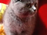 Scottish Fold Dişi Yavru 3 aylık