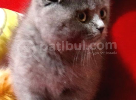 Scottish Fold Dişi Yavru 3 Aylık