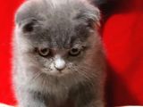 Scottish Fold Dişi Yavru 3 Aylık
