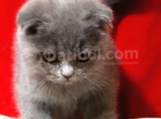 Scottish Fold Dişi Yavru 3 Aylık görsel