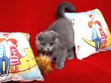 Scottish Fold Dişi Yavru 3 Aylık
