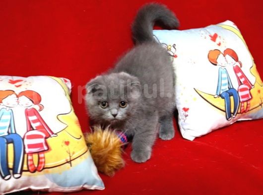 Scottish Fold Dişi Yavru 3 Aylık görsel