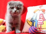 Scottish Fold Dişi Yavru 3 Aylık