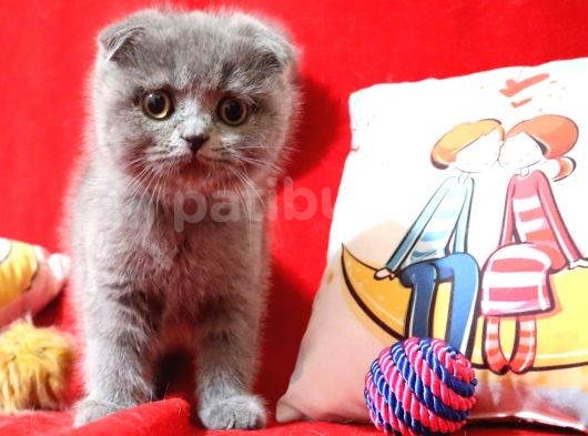 Scottish Fold Dişi Yavru 3 Aylık görsel