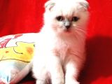Scottish Fold Blue Point dişi yavru