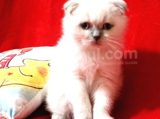 Scottish Fold Blue Point Dişi Yavru