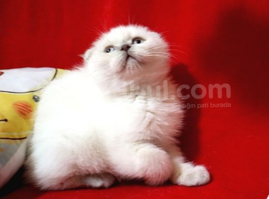 Scottish Fold Blue Point Dişi Yavru görsel
