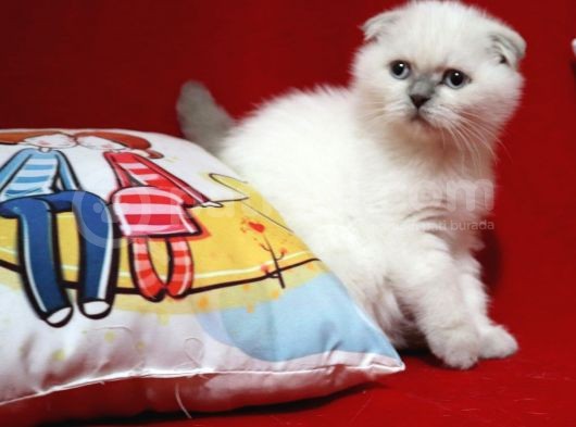 Scottish Fold Blue Point Dişi Yavru görsel
