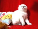 Scottish Fold Blue Point Dişi Yavru