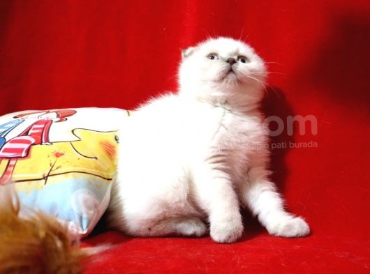 Scottish Fold Blue Point Dişi Yavru görsel